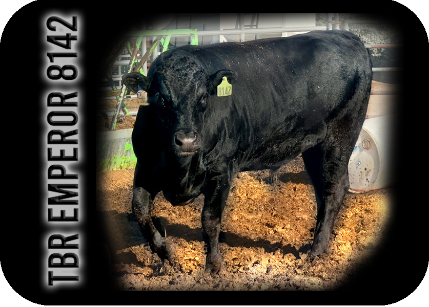 TBR EMPEROR 8142 "Emperor" FULL BLOOD BLACK WAGYU BULL with Top Royal Genetics